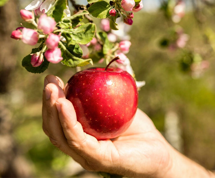 Compra frutta e verdura online