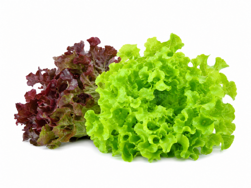 Insalata Lattuga a Foglia di Quercia